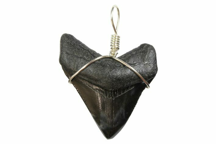 Fossil Megalodon Tooth Necklace #173857